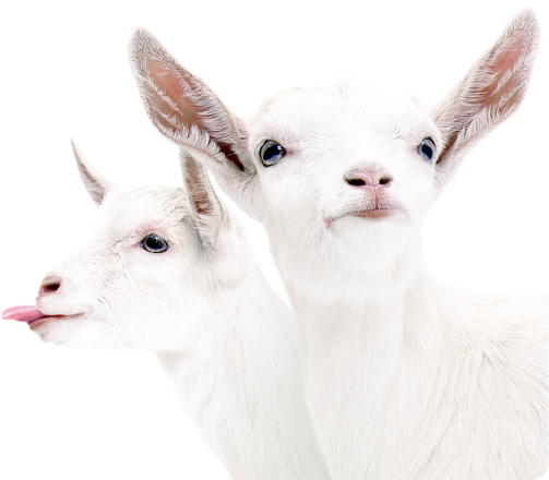  Why <br> Goat <br>  Milk